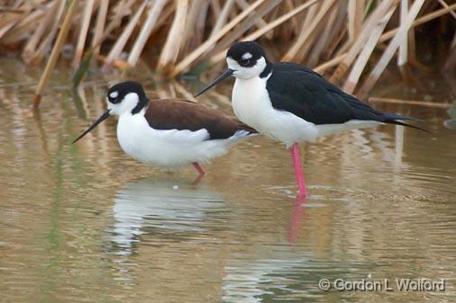 Black-necked Stilts_41967.jpg - Black-necked Stilts (Himantopus mexicanus)Photographed along the Gulf coast on Mustang Island at Port Aransas, Texas, USA.